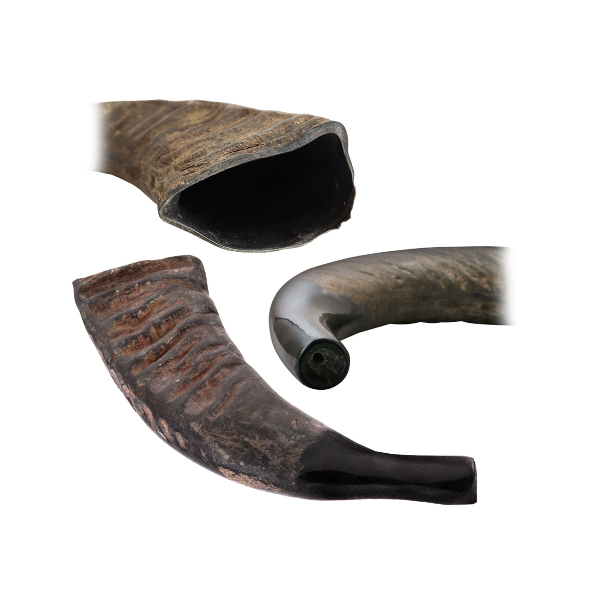 Natürlicher Büffelhorn (Buffalo) - Tuwa - Shofar - 43 cm